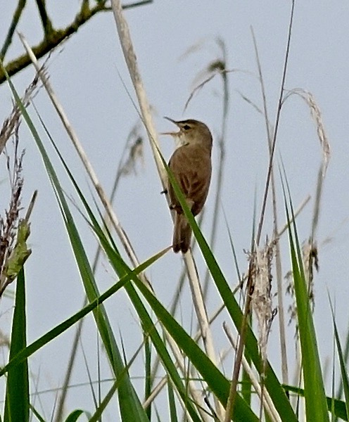 reed warbler